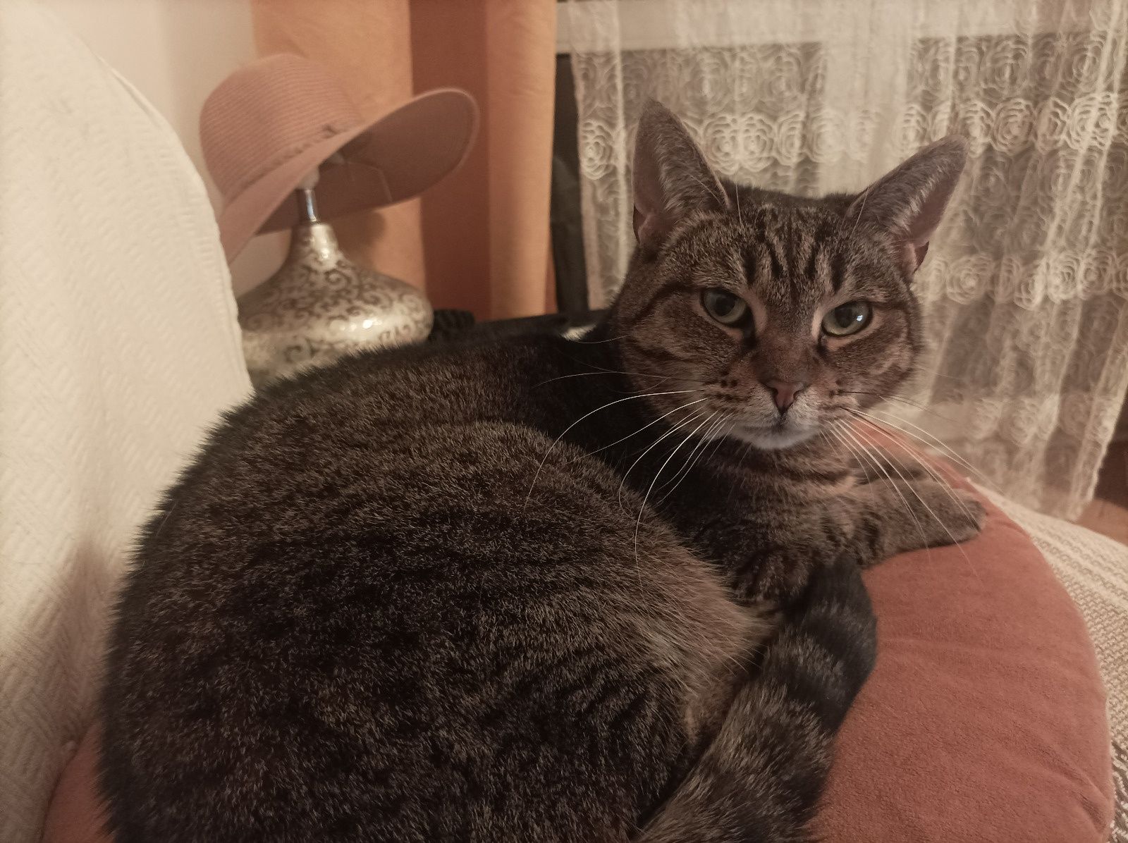 Pilne! Lusia traci dom! Kot do adopcji