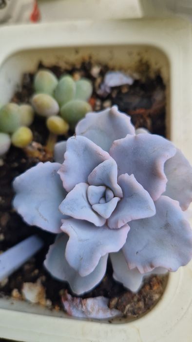 Єхеверія 'Crispate Beauty'