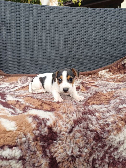 Jack Russell Terier
