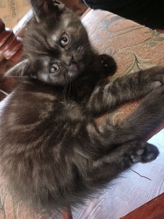 Кошеннята шукають люблячу сімю