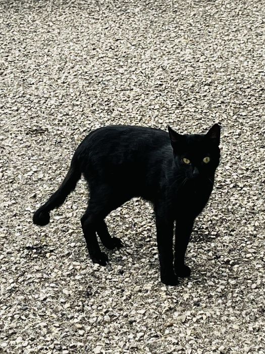 Gatinho juvenil resgatado da rua!