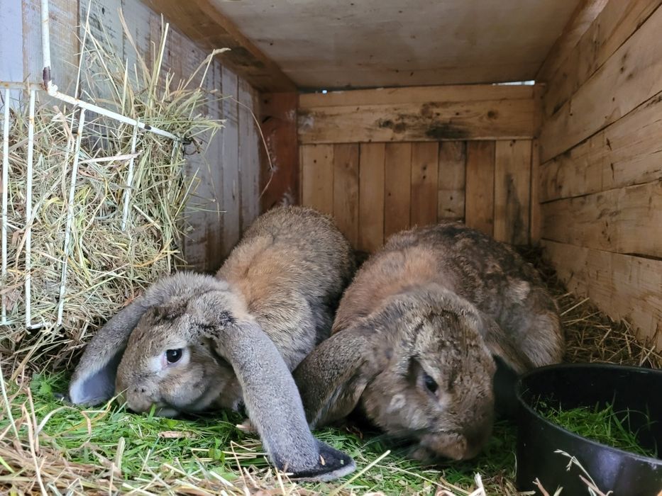 kroliki Barany Francuskie