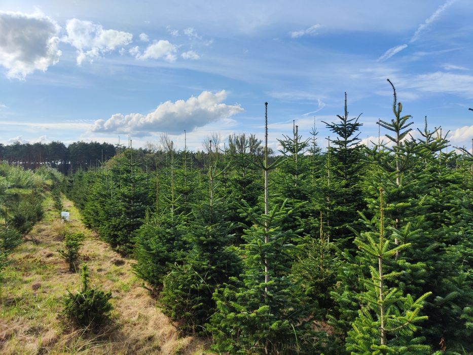 Choinki, jodła kaukaska, świerk. Wytnij sam na plantacji