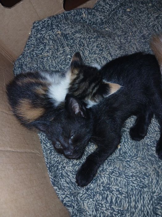 Котячі пухнастики