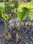 Kwiat Bananowiec Musa