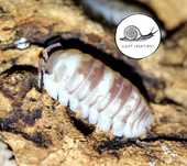Armadillidium espanyoli marblized rarytas 10 szt isopody prosionki
