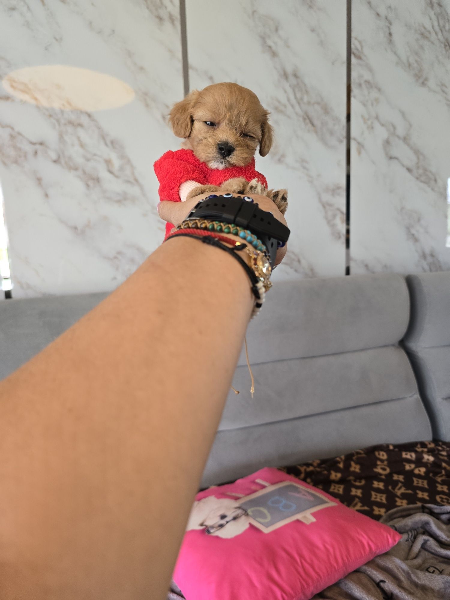 Sunia maltipoo śliczna