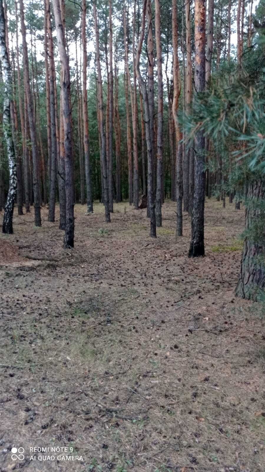 Sprzedam drewno / do zrębu / na pniu / 90 lat / 200 zł/szt.