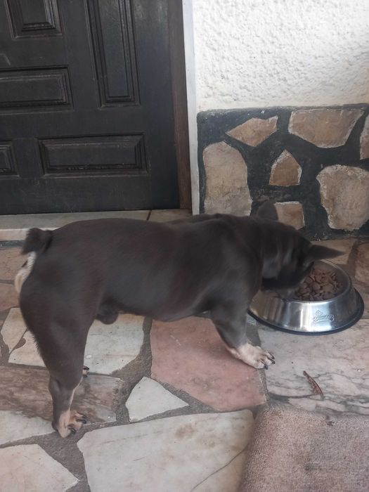 Bulldog francês menino