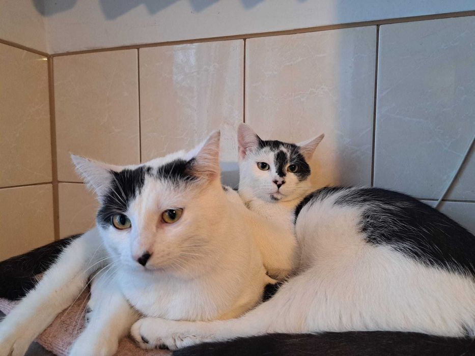 Kociaki  szukają domów -grzecznościowo -aktualne-transport