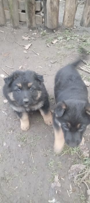 Отдам в хорошие руки