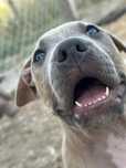 Amstaff pies blue pręgowany