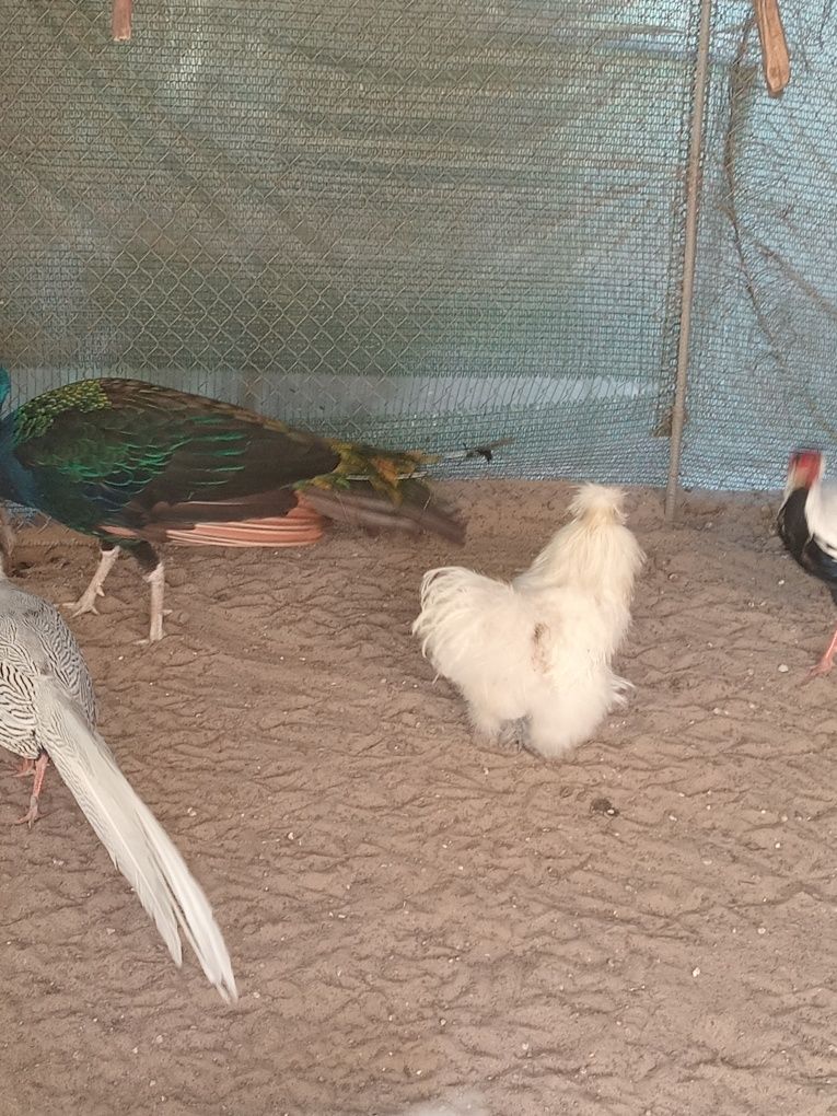 Продам фазанів породи"серебристий".Павліні Індійські,чорноплечі,молоді