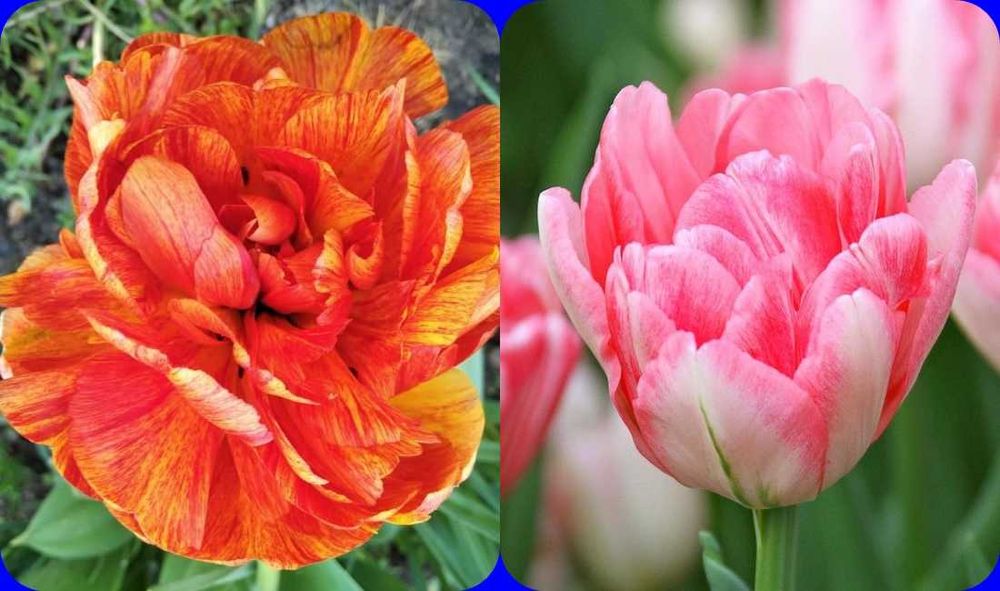 Tulipany pełne Gudoshnik Double i Foxtrot po 100 cebulek za 100 zł