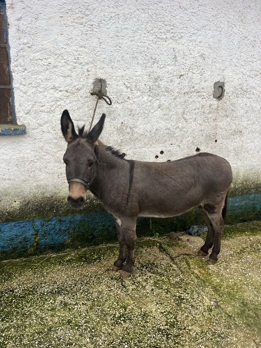 Mini mino burro 98cm