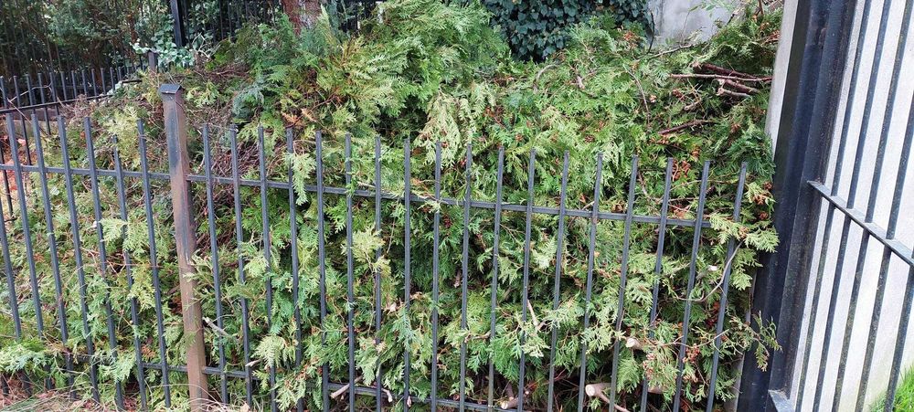 Drewno, drzewo, gałęzie z obcinki tui, thui oddam za darmo