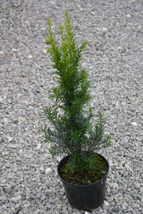 Cis pośredni HICKSII na żywopłot GĘSTE sadzonki C3 ok. 50cm TRANSPORT