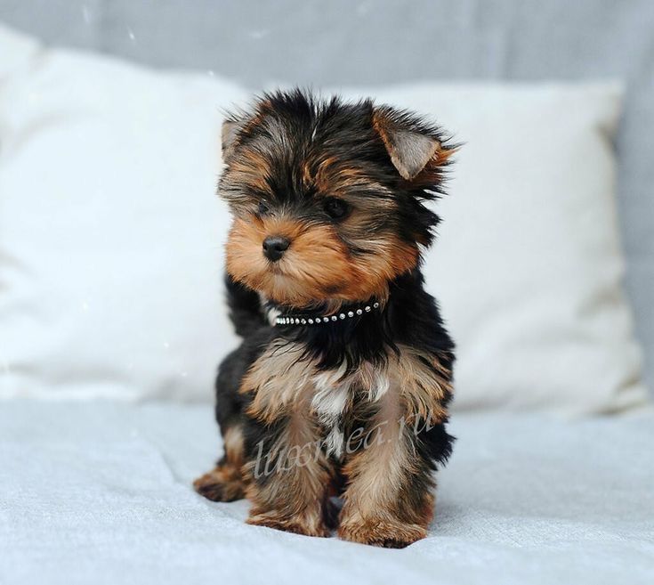 Йорки хлопчики та дівчатка (вага дорослих до 2.5кг)