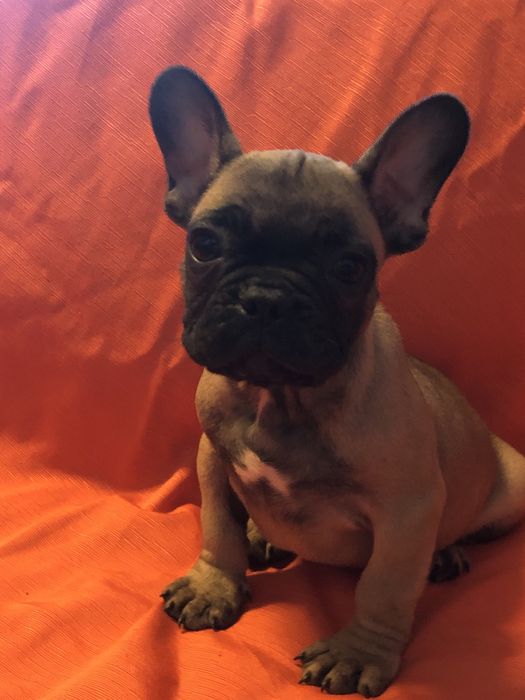 Bulldog frances.macho. Com dois meses feitos dia 8 deste mes.