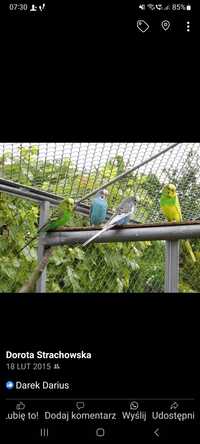 Papugi różne gatunki w różnym wieku