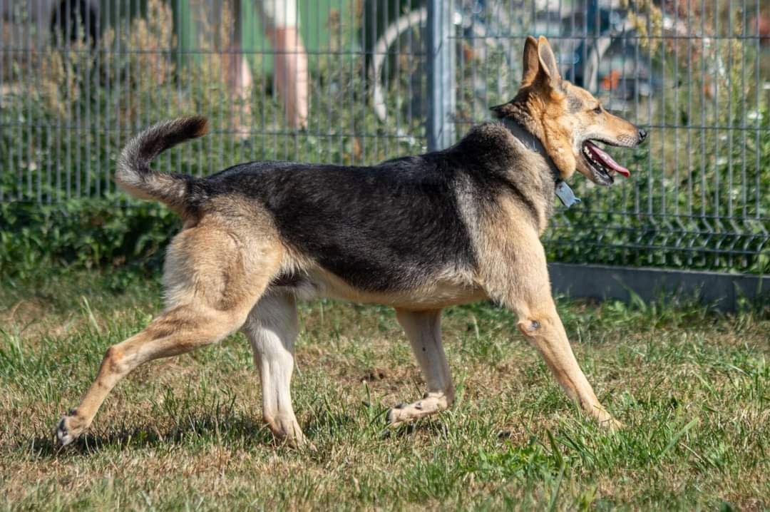 Kostek już 8 lat czeka na dom