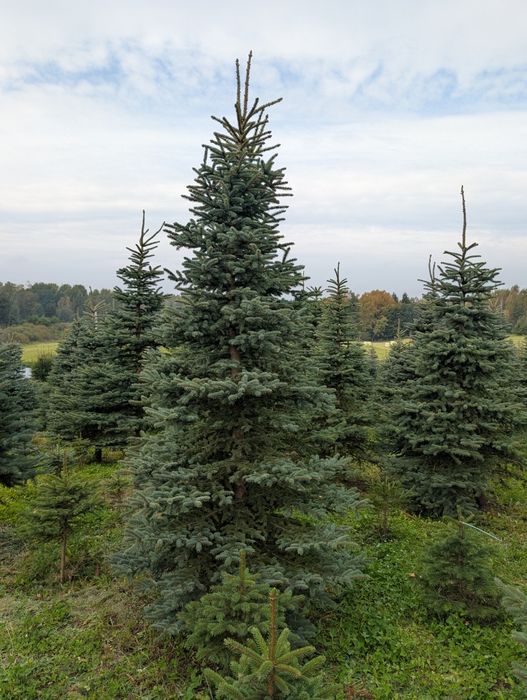 Choinki, świerk srebrny formowany 150-350 cm