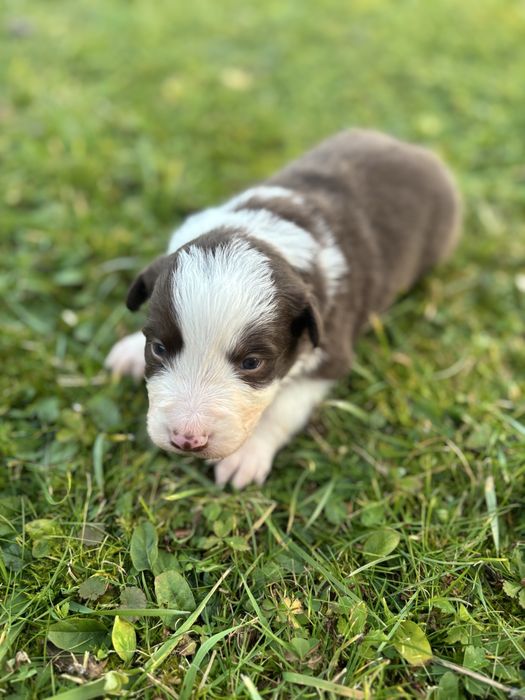 Szczeniak Border Collie