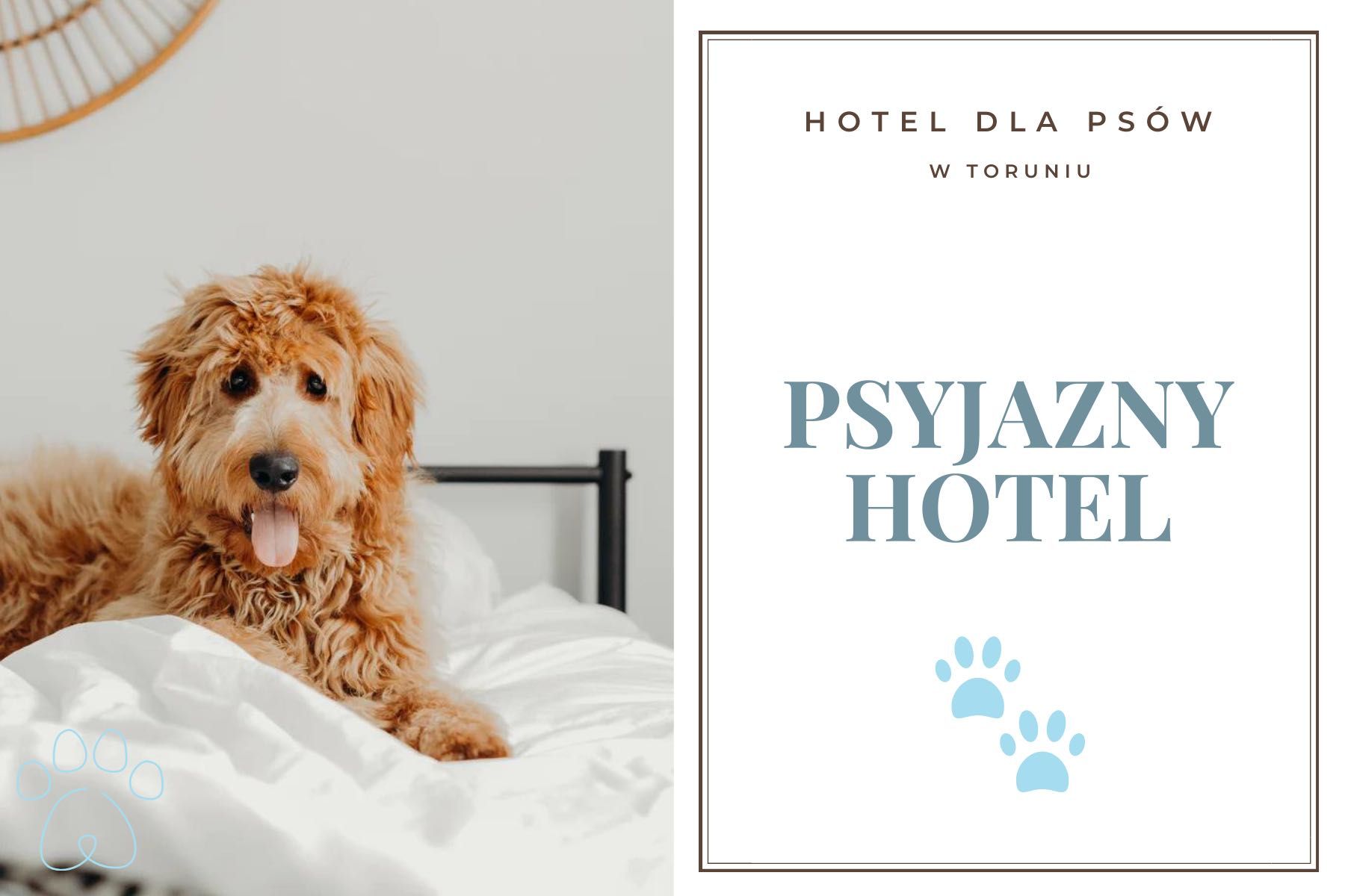 Hotel dla psów w Toruniu