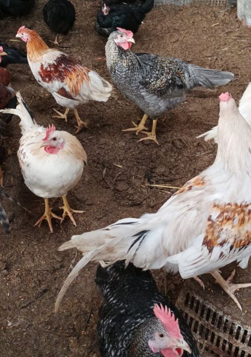 Sprzedam kogutki z wyjątkowym grzebieniem