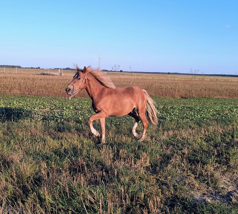 Ogier 1/2 American Quarter Horse (aqh)