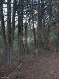 Terreno rústico com 3,3 ha com árvores de fruto no Casalinho - Olaia