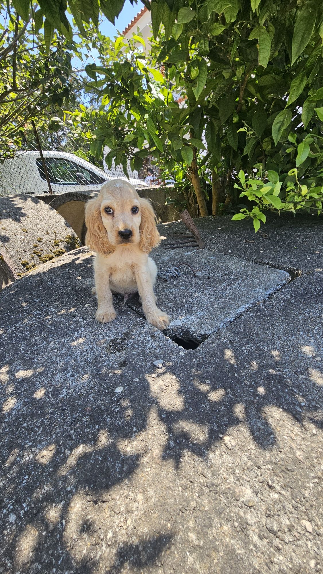 Coocker spaniel Macho