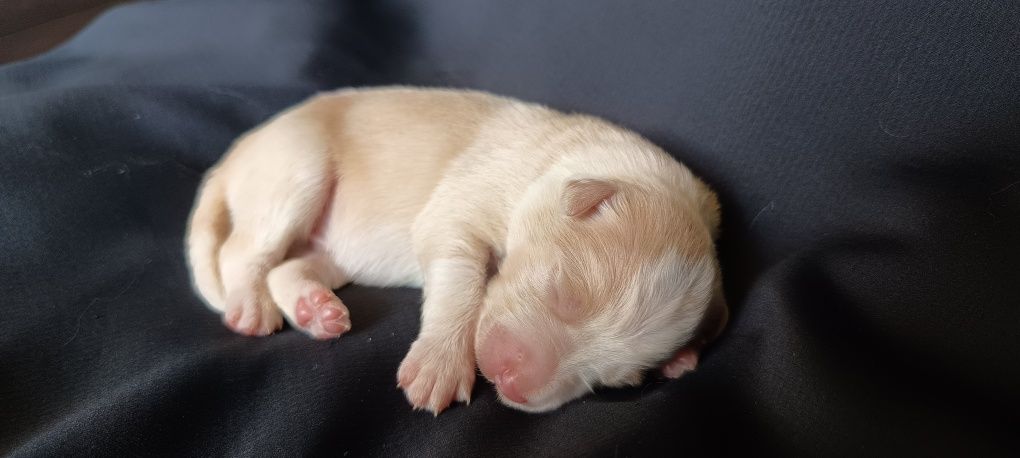 Border collie dziewczynka FCI zkwp ee red