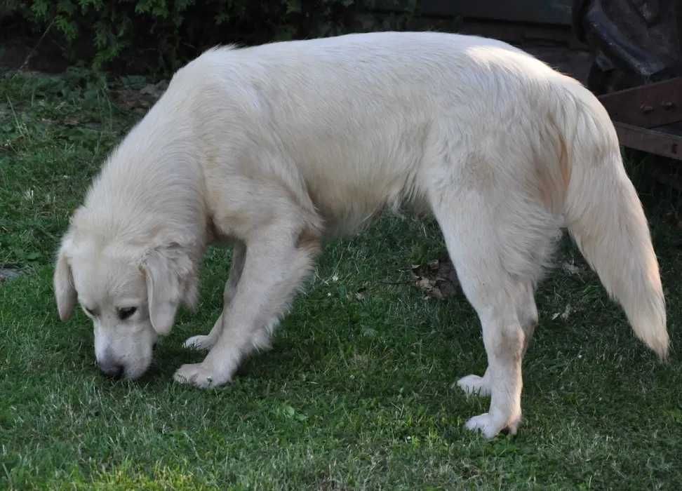 Golden retriever 10 miesięczny