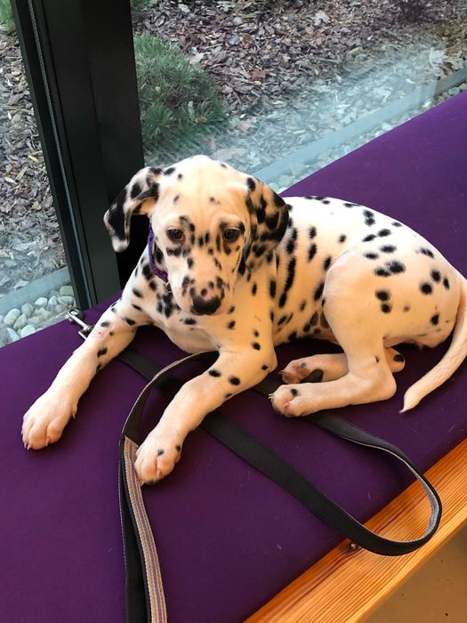 Dalmatyńczyk Szczeniak ! OKAZJA ! GOTOWY DO ODBIORU !!!