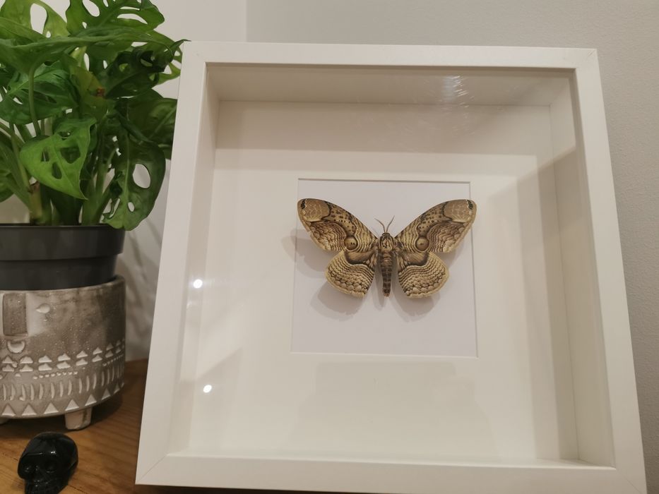 Brahmaea Loeffleri real