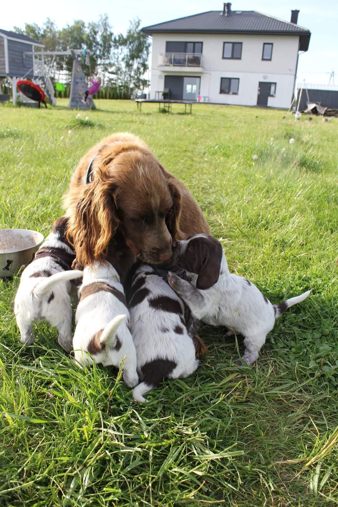 Polski spaniel myśliwski