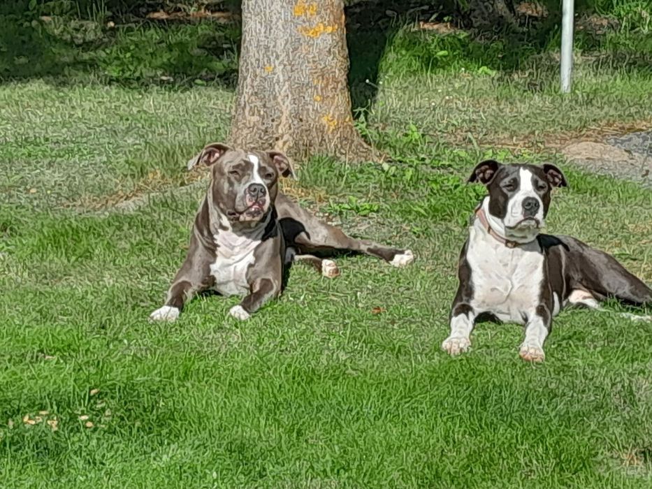 Suczka Tekilla American Staffordshire Terrier