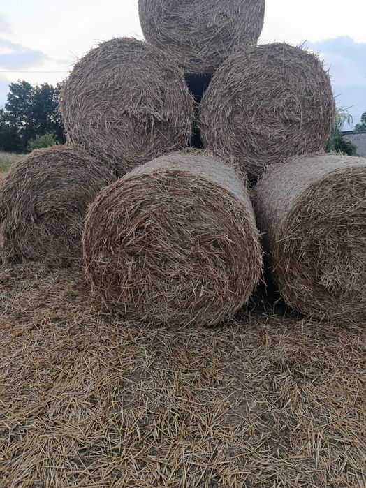 Sprzedam słomę żytnią