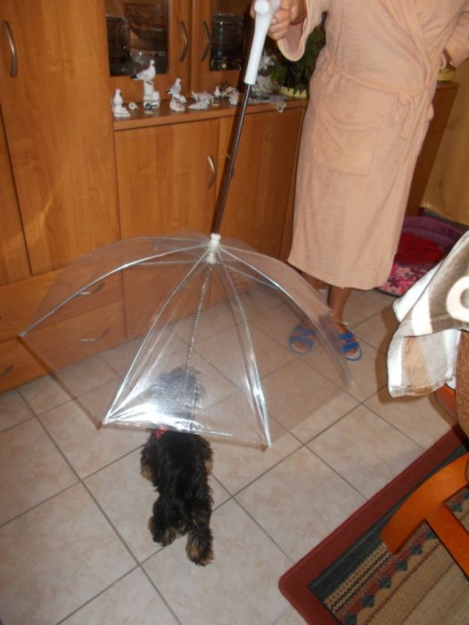 Parasol dla pupila- np pieska, nowa