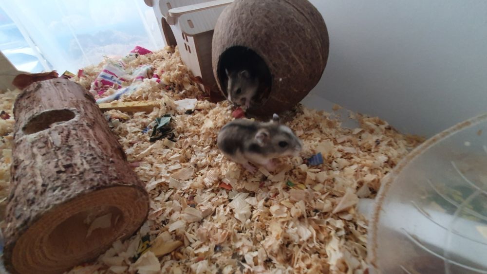 Hamsteres anões russos