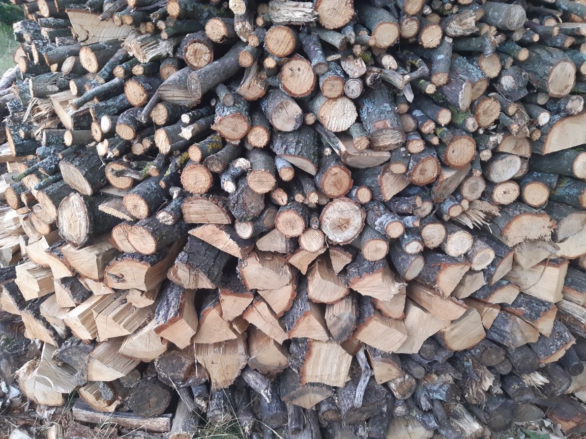 Dąb Kłody Metry i w Stogu