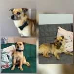 Cão porte mini adoção responsável