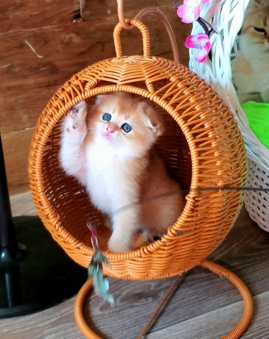 Ручные малыши. Котята золотая шиншилла.