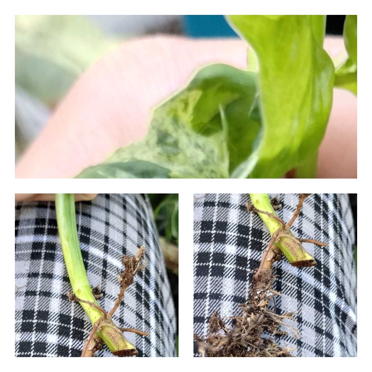 syngonium mojito-sadzonki różnej wielkości