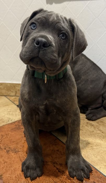 Cane corso samiec z rodowodem