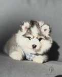 Pomsky ( Mini Husky )