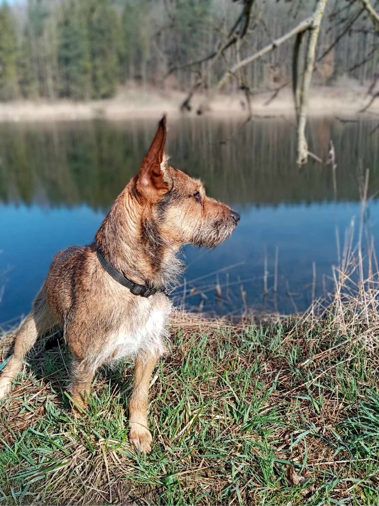 Wesoła Simba szuka domku