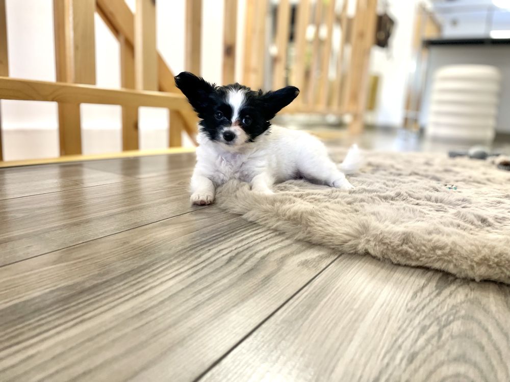 Spaniel kontynentalny -Papillon