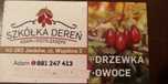 Dereń sadzonki i owoce
